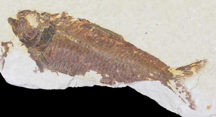 Fossil Fish (Knightia) - Wyoming #109962
